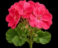 Geranium