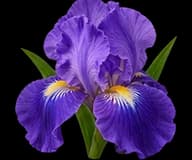 Iris
