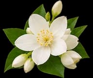 Jasmine Sambac