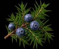 Juniper Berry
