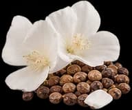 Ambrette seeds and petals representing the musk accord
