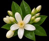 Neroli