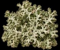 Oakmoss