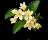 Osmanthus