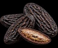 Tonka Bean