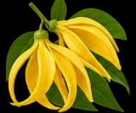 Ylang-Ylang